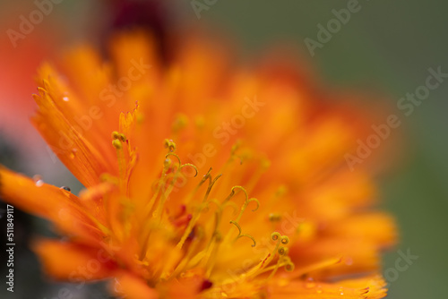 Orange Hieracium close up ohoto made in Weert the Netherlands