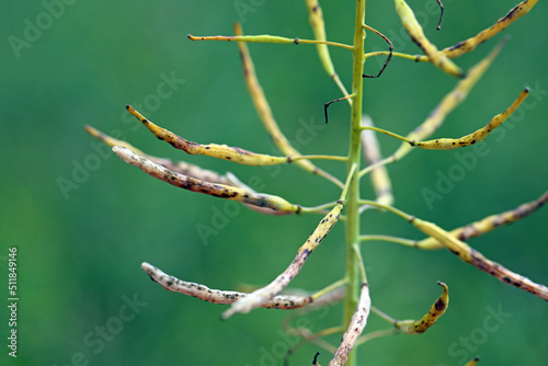 Dark leaf pod spot Alternaria brassicicola (and brassicae, alternata) on seedpods of winter rapeseed. Alternariosis. photo
