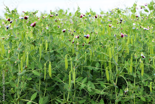 Large cultivated crop of peas. Green peas crop. Field of peas. photo