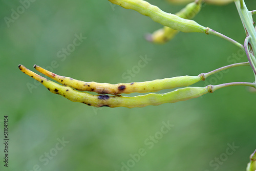 Dark leaf pod spot Alternaria brassicicola (and brassicae, alternata) on seedpods of winter rapeseed. Alternariosis.