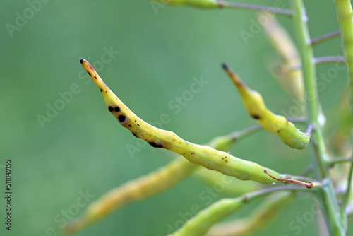 Dark leaf pod spot Alternaria brassicicola (and brassicae, alternata) on seedpods of winter rapeseed. Alternariosis.