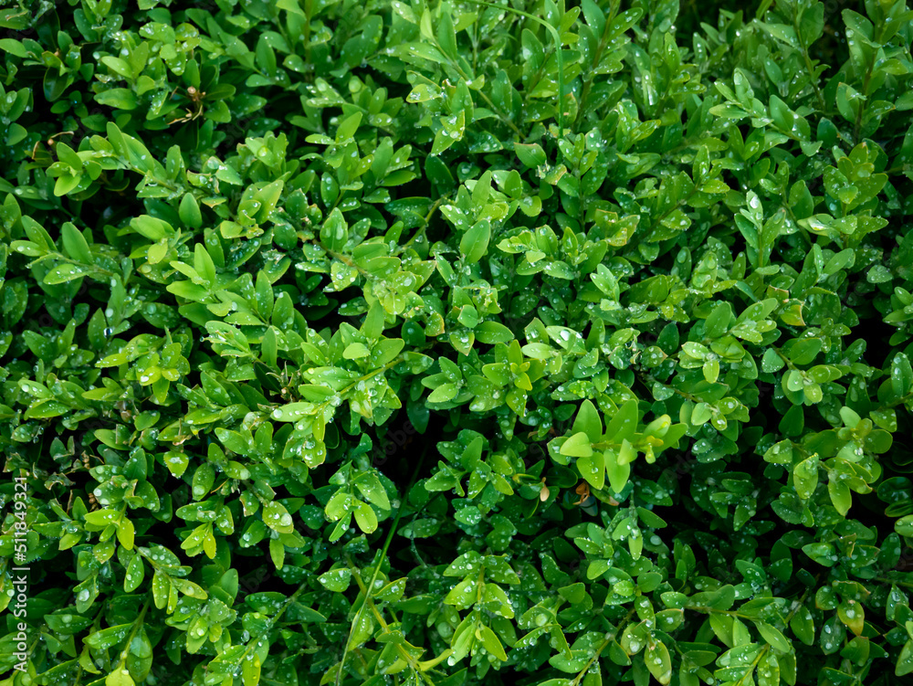 The bright shiny wet green foliage of boxwood Buxus sempervirens The bright shiny wet green foliage of boxwood Buxus sempervirens