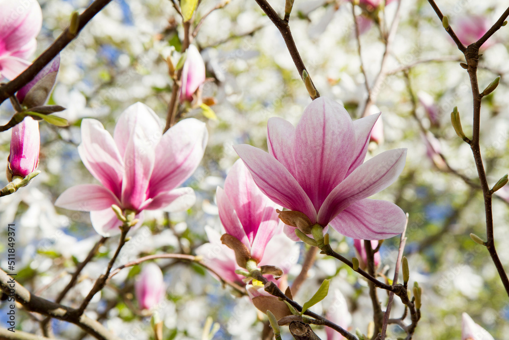 Magnolia blooming in the spring - seen upwards Magnolia blooming in the spring - seen upwards