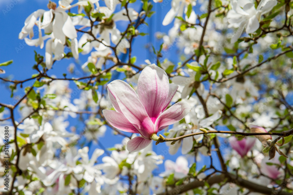 Obraz premium Pink Magnolia flower with white magnolia above it blooming in the spring - seen upwards against blue sky