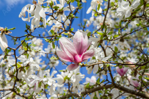 Pink Magnolia flower with white magnolia above it blooming in the spring - seen upwards against blue sky 