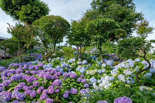 東京都文京区白山に咲くたくさんの紫陽花