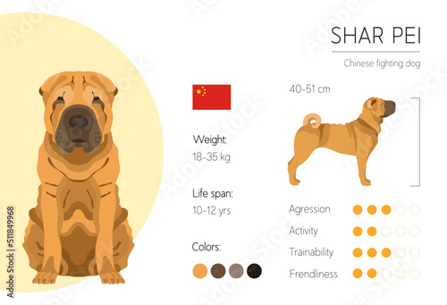 Fotografie Shar Pei
