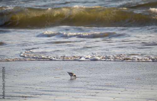 Strandläufer photo