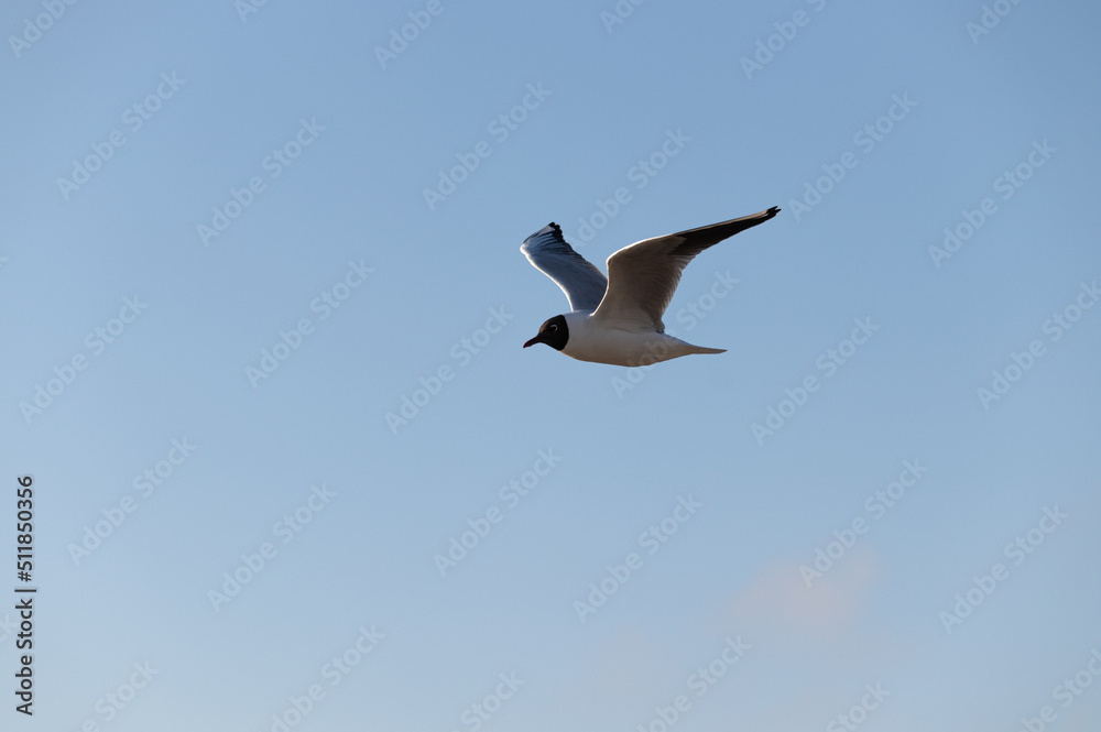 Obraz premium seagull in flight
