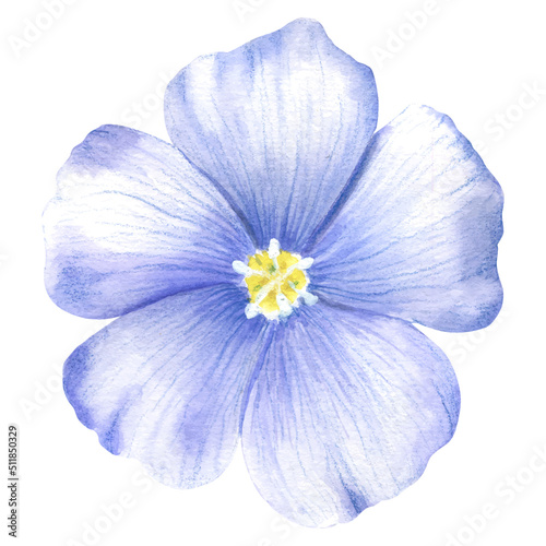 Blue-purple flax flower. A blue flower painted in watercolor. Wild spring watercolor flower. An isolated element of the flax illustration. © Fedulova_art