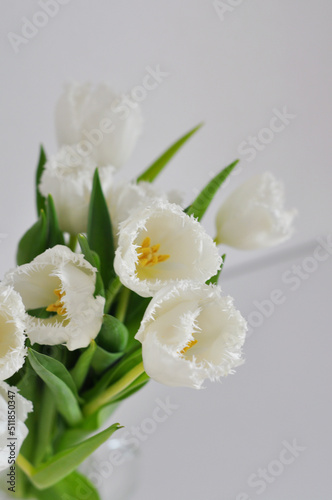 bouquet of beautiful white tulips