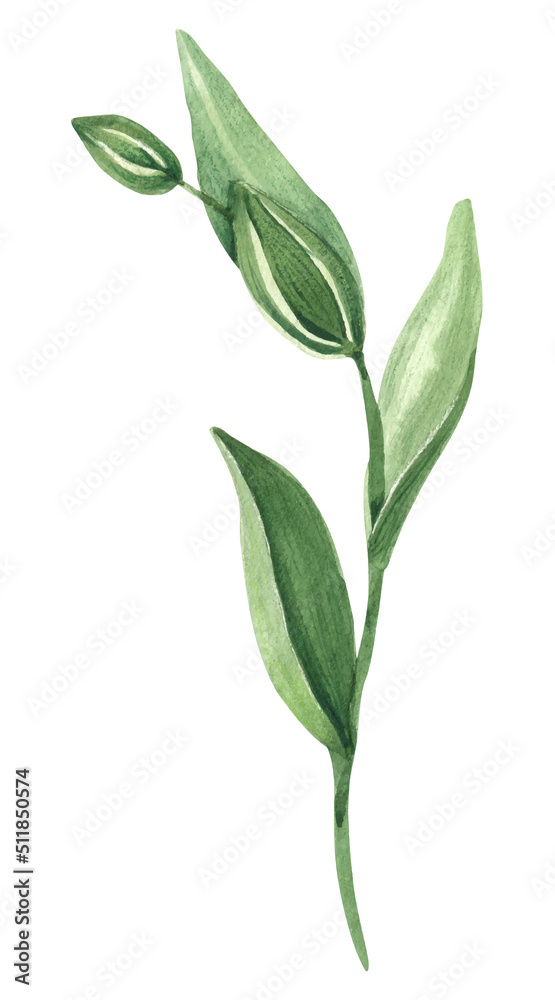 Watercolor branch with a flax bud. watercolor bud with leaves. Buds of wild flowers. Isolated on a white background