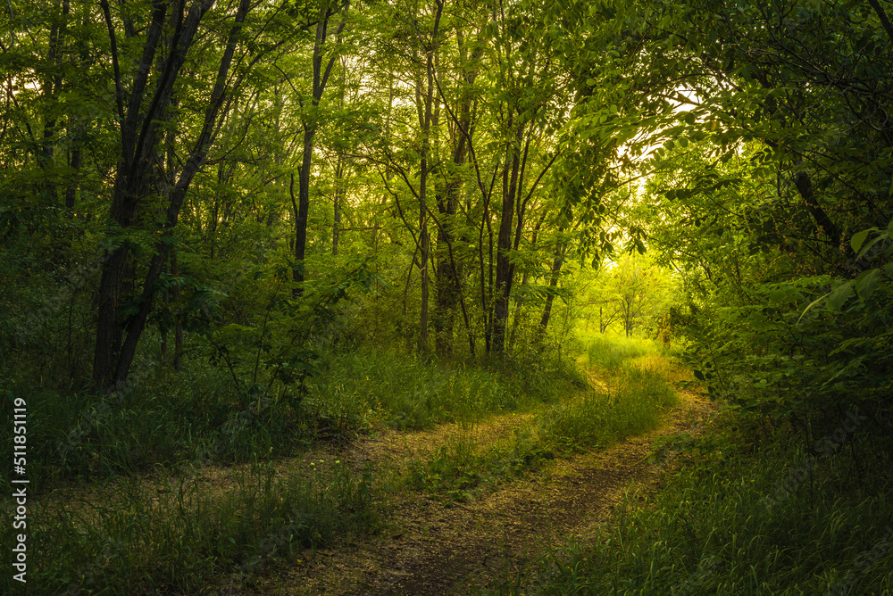 Path Through The Magic Forest, Summer scene, Dirt road, country. valley countryside road between green meadows. Rural spring, landscape. morning, sunny day light for backgrounds or wallpapers. Căușeni