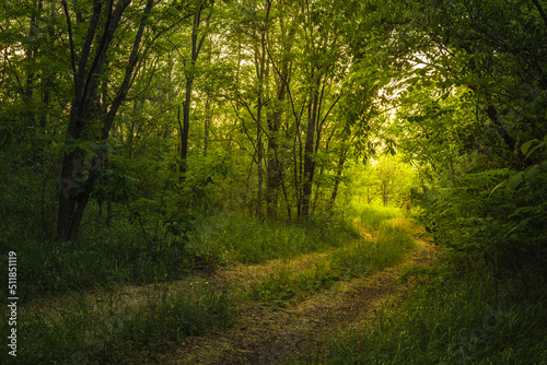 Path Through The Magic Forest  Summer scene  Dirt road  country. valley countryside road between green meadows. Rural spring  landscape. morning  sunny day light for backgrounds or wallpapers. C  u  eni