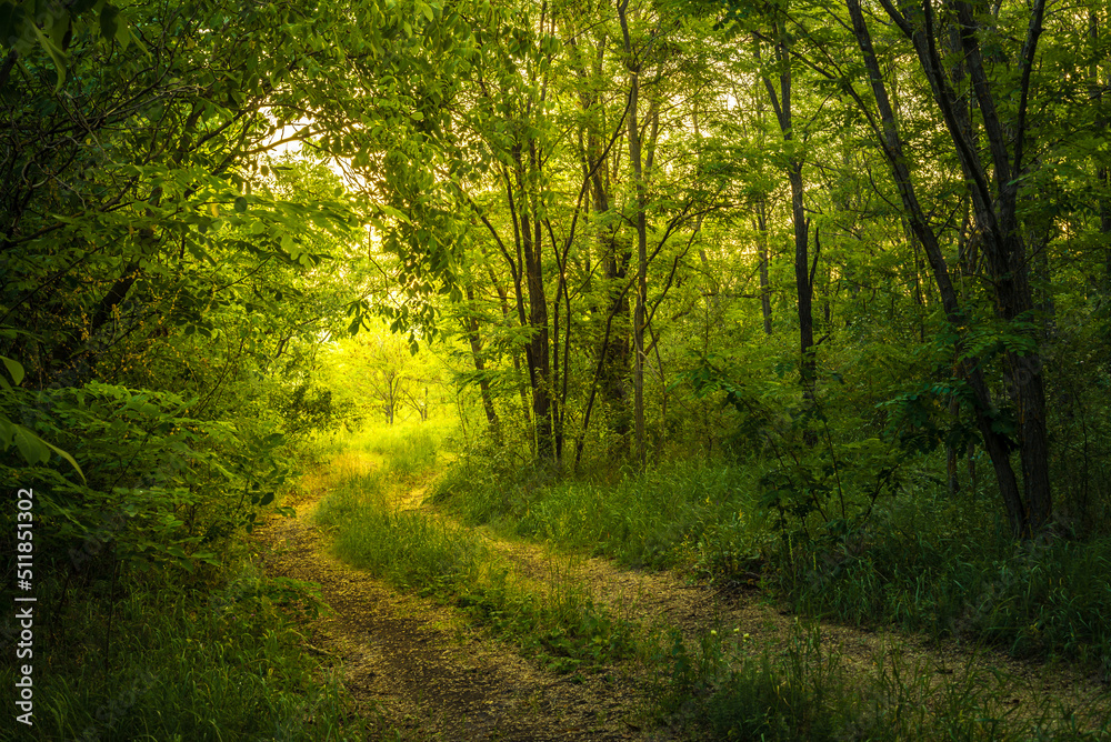 Path Through The Magic Forest, Summer scene, Dirt road, country. valley countryside road between green meadows. Rural spring, landscape. morning, sunny day light for backgrounds or wallpapers. Căușeni