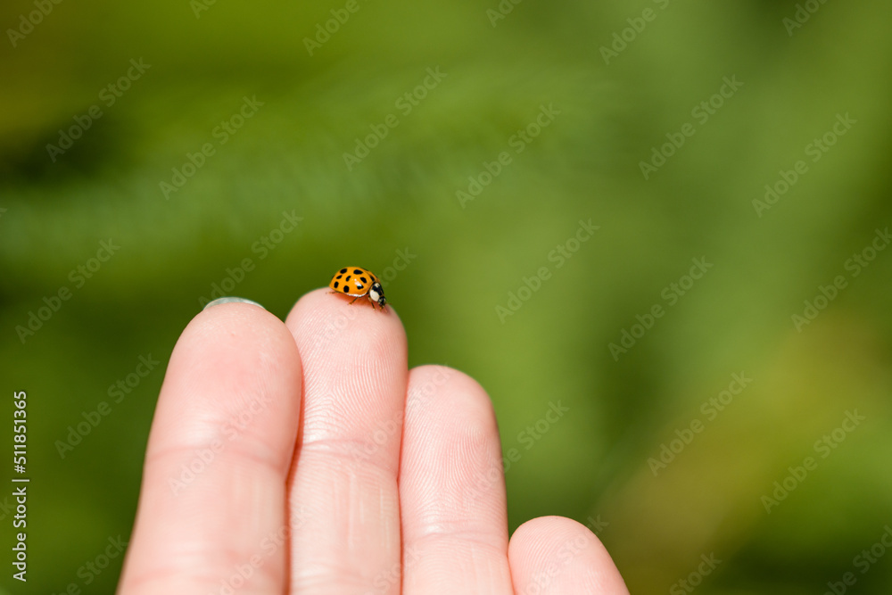 cuckoo on his hand on a green background cuckoo on his hand on a green background