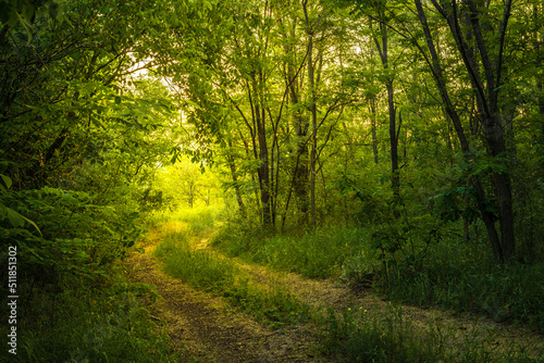 Path Through The Magic Forest, Summer scene, Dirt road, country. valley countryside road between green meadows. Rural spring, landscape. morning, sunny day light for backgrounds or wallpapers. Căușeni