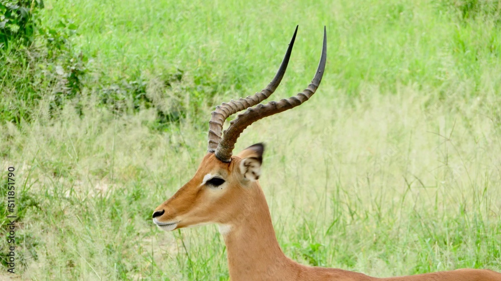 Impala (macho) Impala (macho)