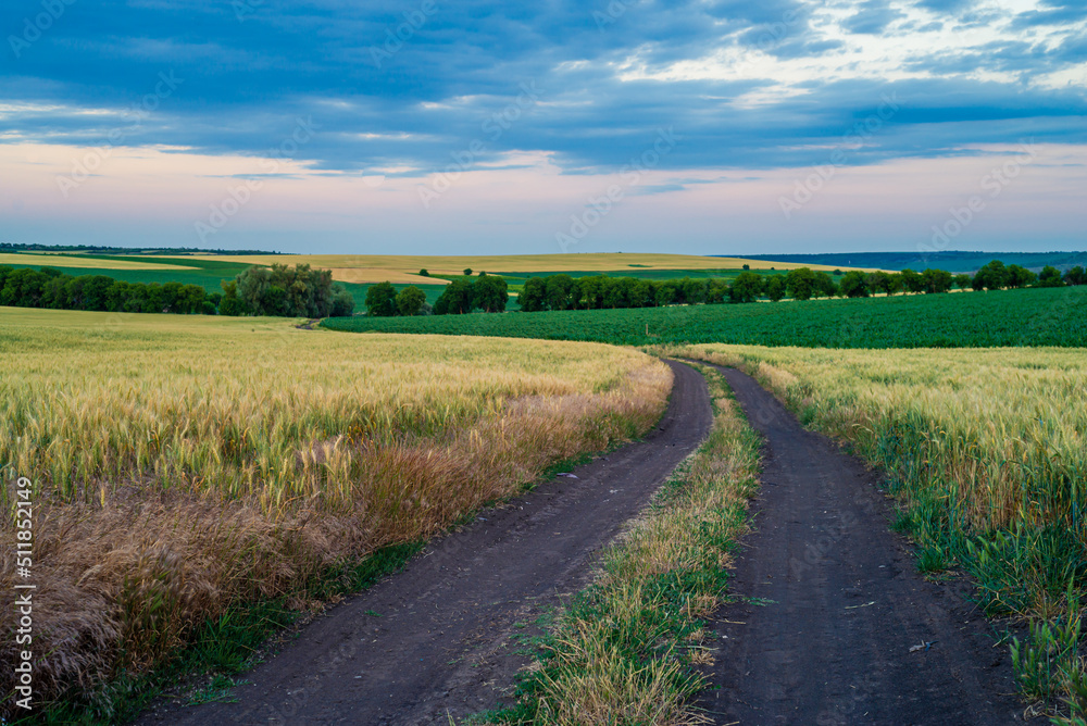 Obraz premium Dirt road between the fields on a country. valley countryside road between green meadows. Rural spring, landscape. morning, sunny day light Căușeni, Moldova, blue sky, wheat in the field