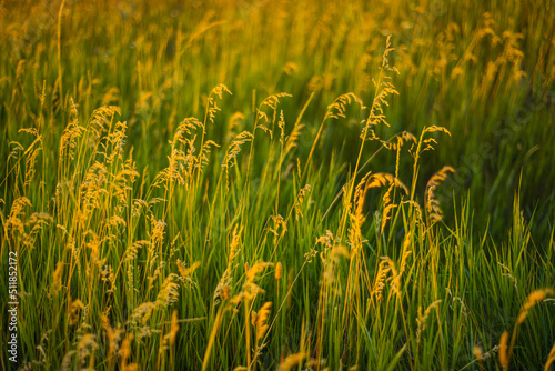 Kentucky Bluegrass  poa pratensis  in sunset light with light rays coming in from the left