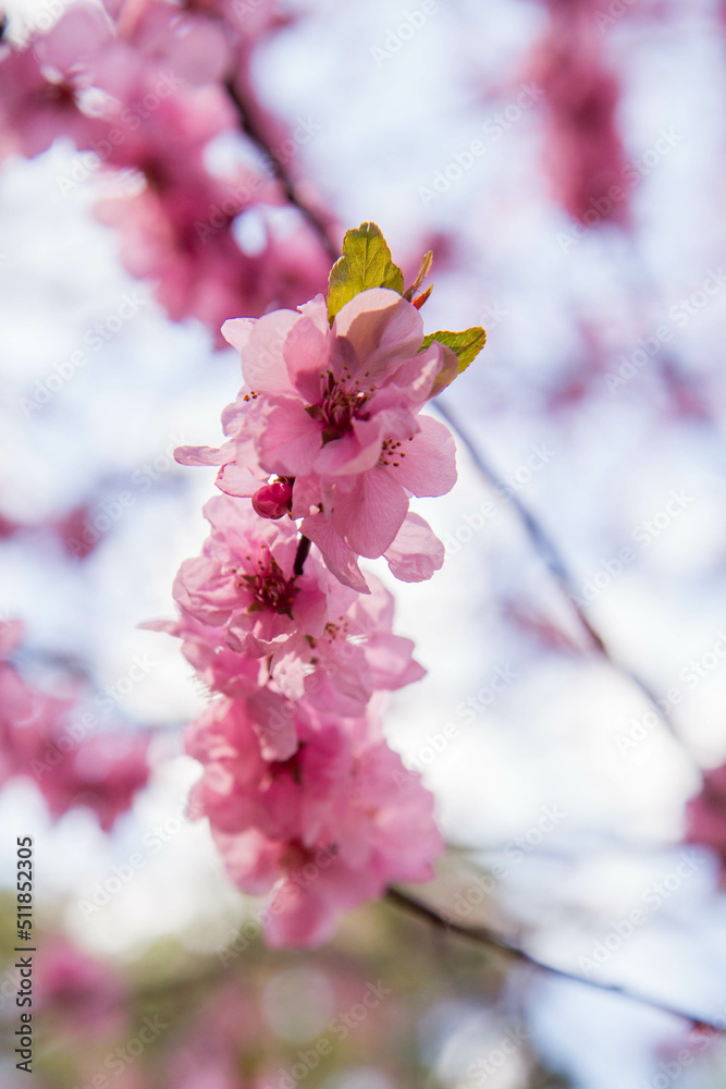 Cherry blossom in full bloom in spring - close up flowers against the sky Cherry blossom in full bloom in spring - close up flowers against the sky