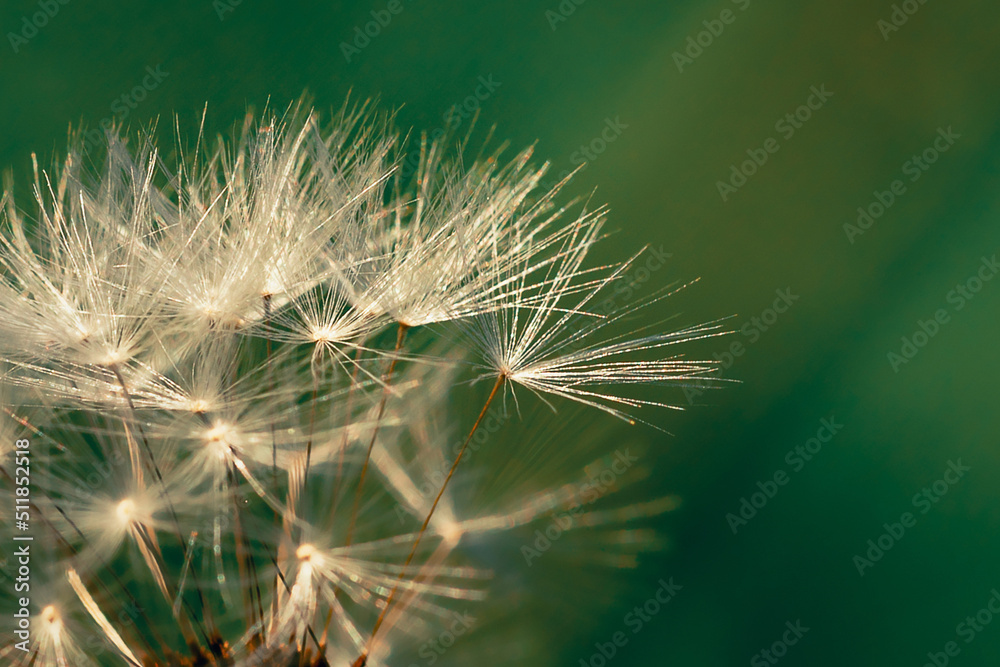 Fototapeta premium Blooming fluffy dandelion head. Fluffy umbrellas with dew drops on a green background.