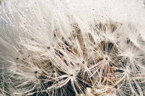 Blooming fluffy dandelion head. Fluffy umbrellas with dew drops on a dark background.