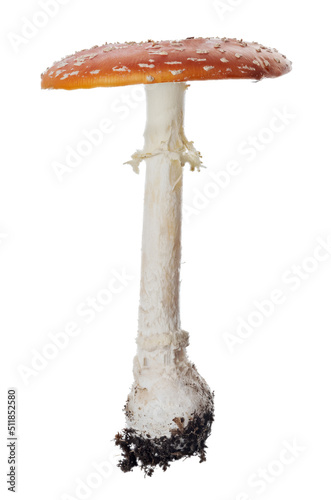 isolated large spotted orange fly agaric mushroom side view