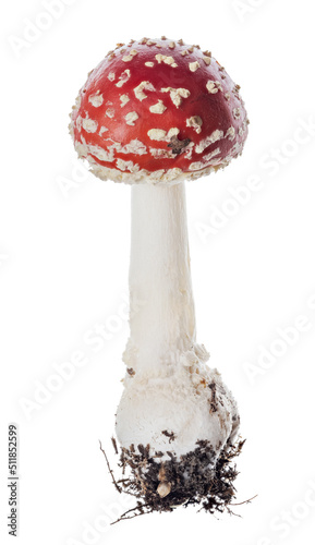 isolated small dark red fly agaric mushroom