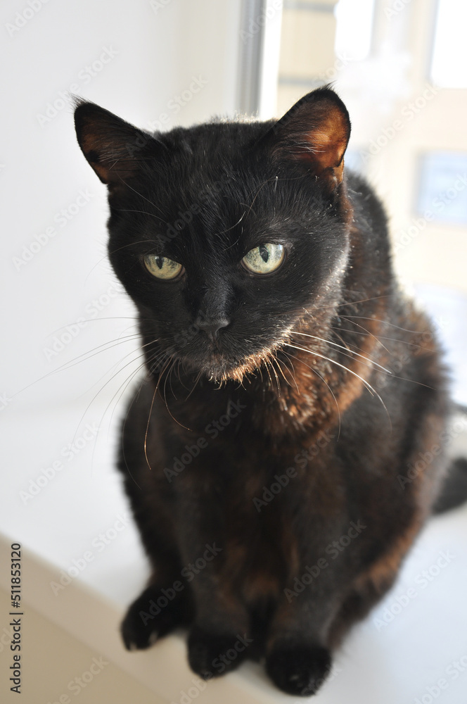 portrait of an old black cat