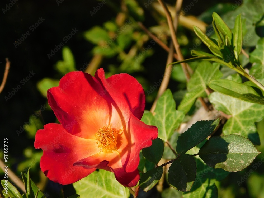 Red and yellow rosa cocktail, or Meimick shrub rose Red and yellow rosa cocktail, or Meimick shrub rose