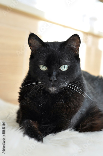 portrait of an old black cat
