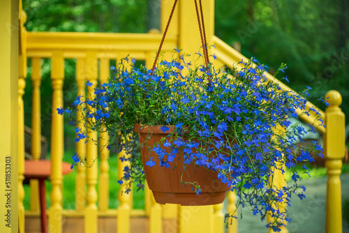 Fototapeta Naklejka Na Ścianę i Meble -  Blue lobelia flowers in a pot against a yellow porch