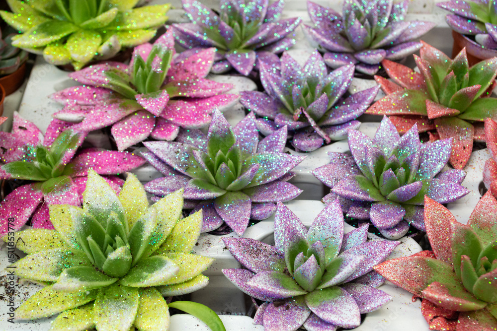 Fototapeta premium A large set of succulents small plants. Flower shop. Succulents painted in multicolors.
