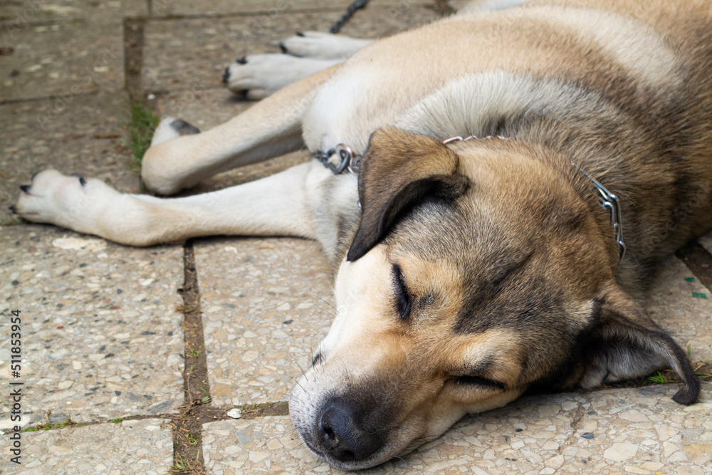 Stray dogs sleeping on the street, close up portrait Stray dogs sleeping on the street, close up portrait