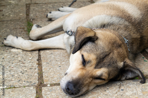 Stray dogs sleeping on the street  close up portrait