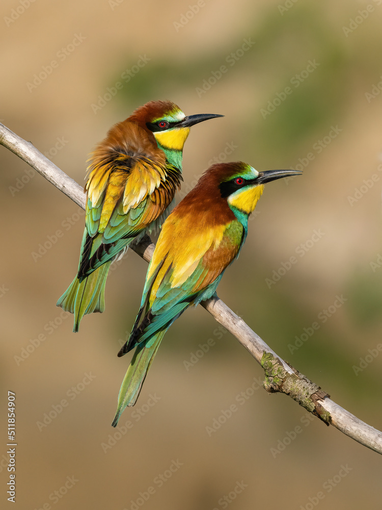 Beautiful nature scene with bird European bee-eater (Merops apiaster). Wildlife shot of European bee-eater (Merops apiaster). European bee-eater (Merops apiaster) in the nature habitat.