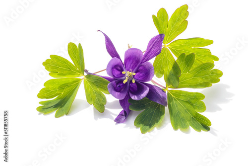 Print op canvas Lilac aquilegia flower with green leaves on a white background, close-up, design element