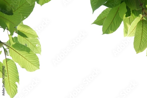 In selective focus a branch of Kratom leaves on white isolated background for green foliage backdrop with copy space