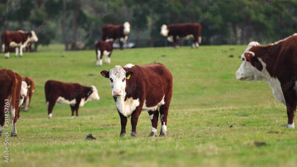 Hereford cows in a field on a regenerative agriculture farm. Hereford cows in a field on a regenerative agriculture farm.