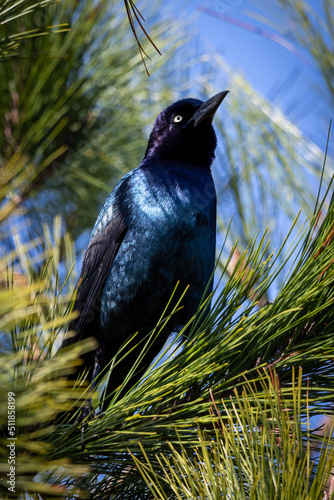 Lowcountry Birds