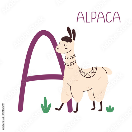 Capital letter A of English childish alphabet with alpaca. Cute kids font for kindergarten and school education.