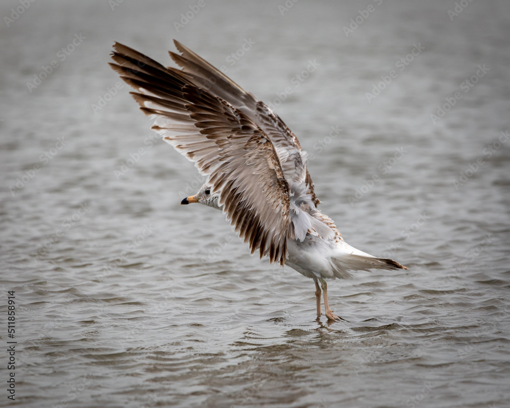Naklejka premium Shorebirds