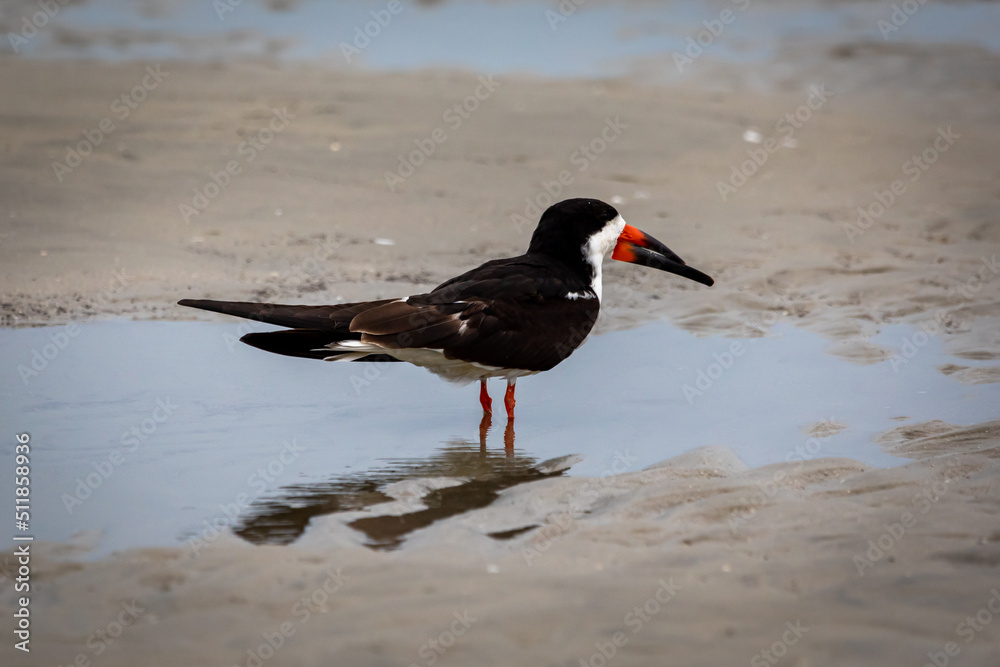 Shorebirds Shorebirds