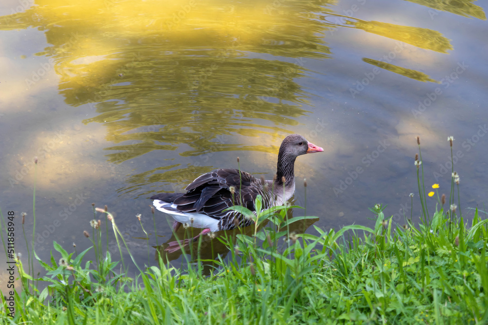 Fototapeta premium The greylag goose or graylag goose, Anser anser, swimming in the pond