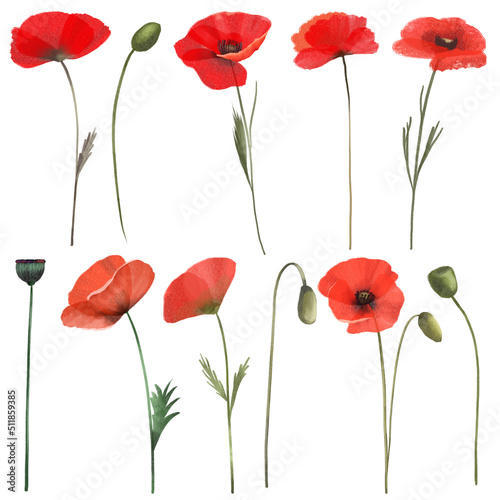 Set of red poppies, wildflowers clipart, isolated illustration on white background