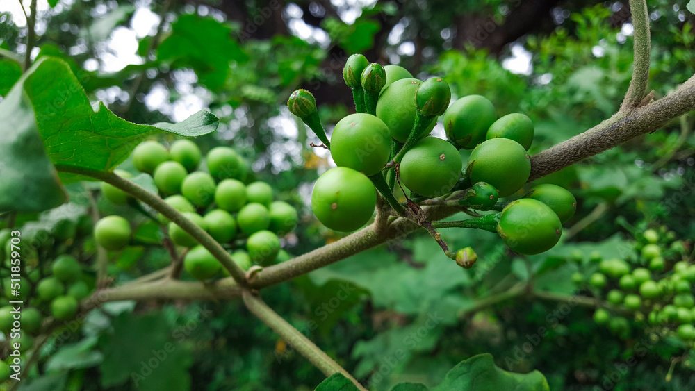 Close up Solanum violaceum with its leaves and branches Close up Solanum violaceum with its leaves and branches