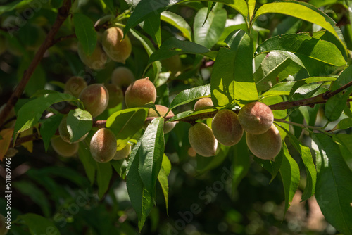 Green, young, ripening fruits of a peach tree on a branch on a sunny day.A green peach on a branch. Green peach fruits on a branch surrounded by green leaves.