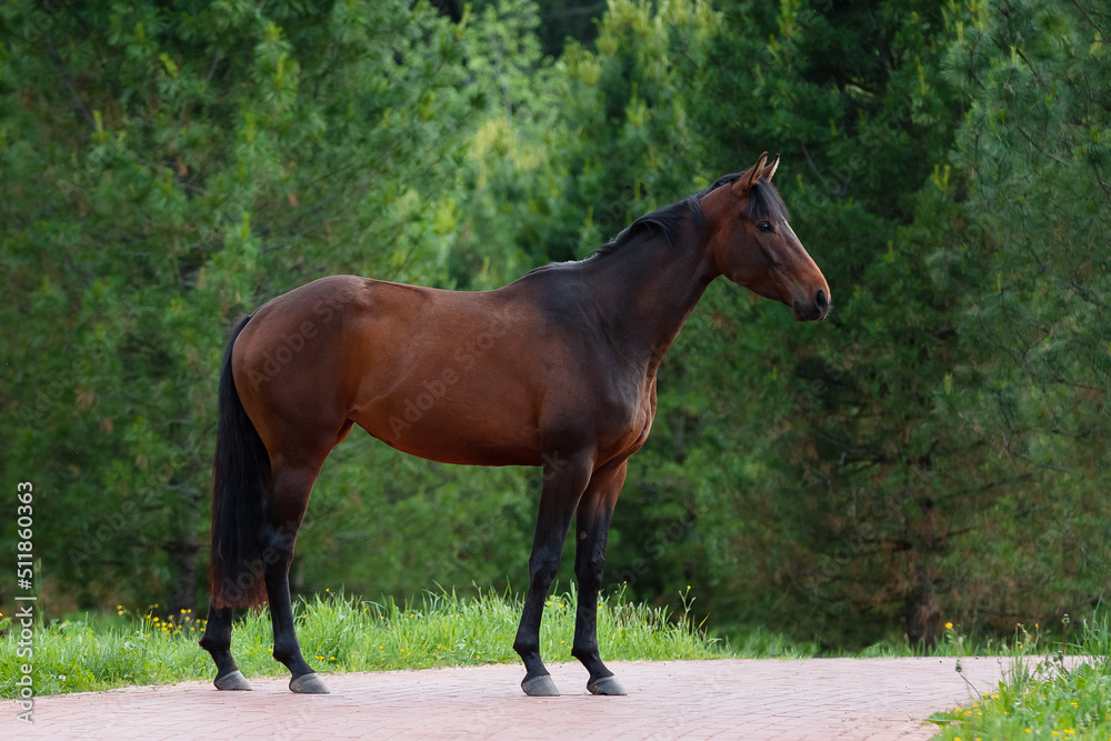 Chestnut horse with a long mane stands on natural green summer background, profile side view, exterior Chestnut horse with a long mane stands on natural green summer background, profile side view, exterior