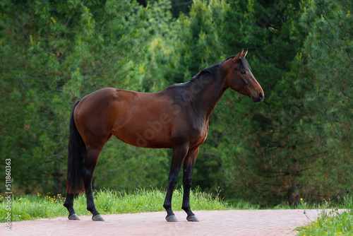 Chestnut horse with a long mane stands on natural green summer background, profile side view, exterior	